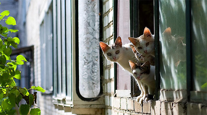 Как сделать окно безопасным для кошки