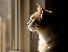 SHOT: ветклиники бьют тревогу из-за застревания котов в пластиковых окнах class= SHOT: ветклиники бьют тревогу из-за застревания котов в пластиковых окнах