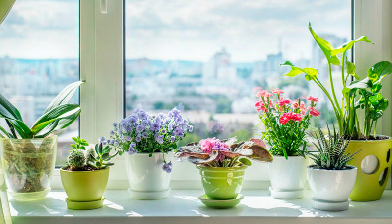 activPilot Comfort – безопасная вентиляция для комнатных растений