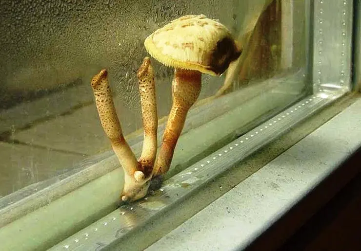 Конденсат на окне в подвале способствует размножению грибка и плесени