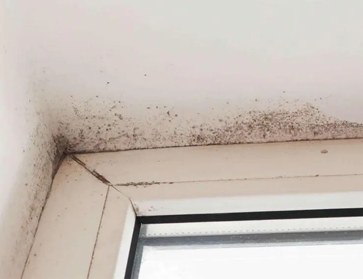 Плесень на окнах и потолке – побочный эффект хронической конденсации